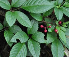 大母豬藤 大母豬藤