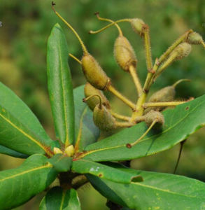 多毛杜鵑 多毛杜鵑