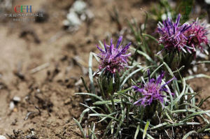 西藏風毛菊 西藏風毛菊