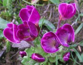 哀氏馬先蒿 哀氏馬先蒿