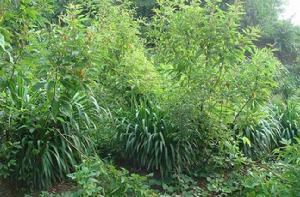 千斤拔[千斤拔]