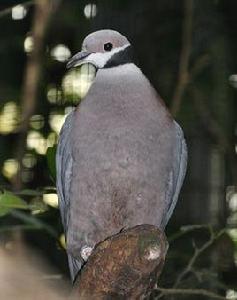 黑領皇鳩 黑領皇鳩