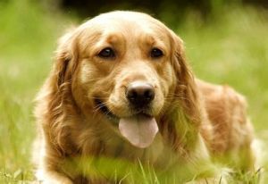 金毛獵犬 金毛獵犬