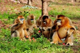 神農架金絲猴 神農架金絲猴