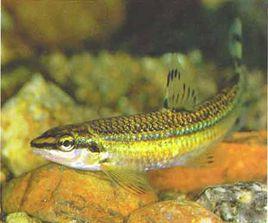 野生華子魚 野生華子魚