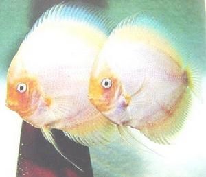 雪玉神仙魚 雪玉神仙魚