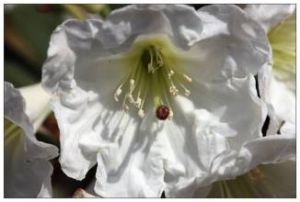 蒼白杜鵑 蒼白杜鵑