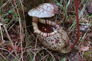 斑豹豬籠草 斑豹豬籠草