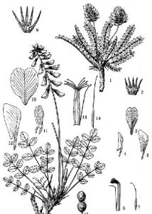 光滑岩黃耆 光滑岩黃耆