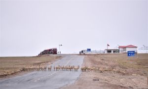 大批待產雌藏羚羊穿越青藏鐵路、青藏公路等通道