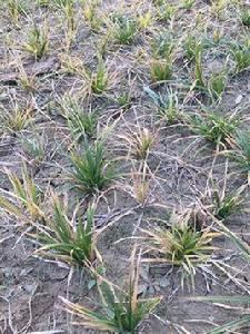 嶗峪苔草 嶗峪苔草