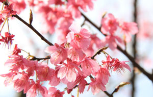 梅花林楊 梅花林楊