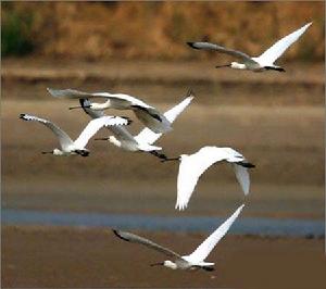 鹽城沿海灘涂珍禽國家級自然保護區