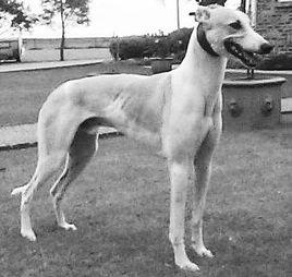 德國灰犬 德國灰犬