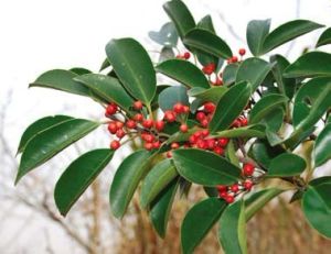 無毛長尾冬青 無毛長尾冬青