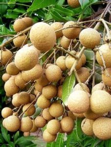 赤殼龍眼 赤殼龍眼