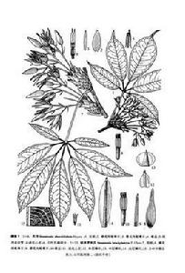 石月[木通科野木瓜屬植物]