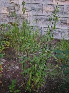 堅硬女婁菜 堅硬女婁菜