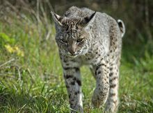 短尾貓加利福尼亞亞種 短尾貓加利福尼亞亞種