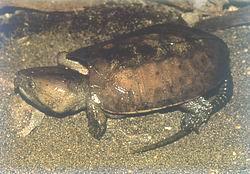 緬甸平胸龜