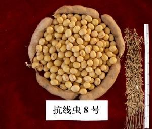 抗線蟲8號 抗線蟲8號