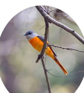 灰喉穴(共鳥) 灰喉穴(共鳥)