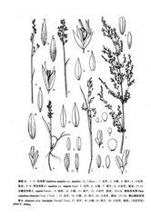 假擬沿溝草 假擬沿溝草