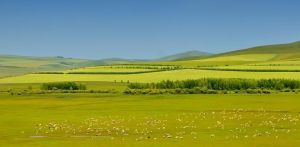 哲南農場 哲南農場