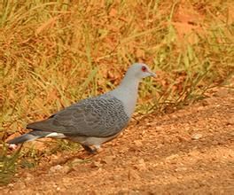 鱗斑灰鴿 鱗斑灰鴿