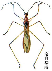 南盲獵蝽 南盲獵蝽