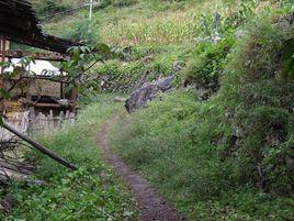 同中林村 同中林村