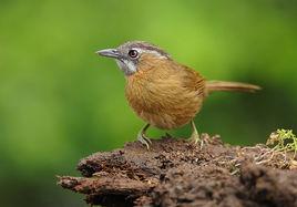 黑頭穗鶥 黑頭穗鶥