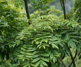 岩生紅豆 岩生紅豆