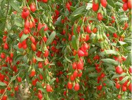 寧杞1號 寧杞1號