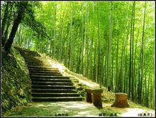 梅蘭竹菊[文化象徵]