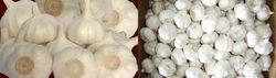 太倉白蒜