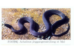 井崗脊蛇 井崗脊蛇