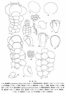 褐冠鱗苔 褐冠鱗苔