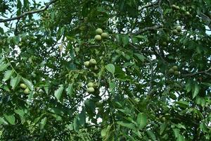 卡子密村發展重點-泡核桃