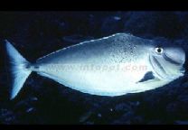 太平洋圓髻角吊