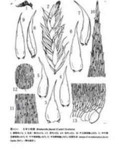 東亞網蘚 東亞網蘚