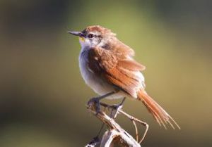 黃須針尾雀 黃須針尾雀