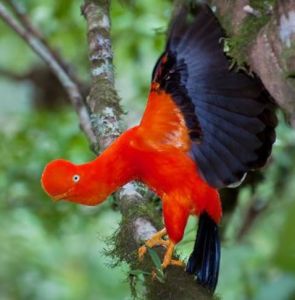 安第斯冠傘鳥玻利維亞亞種 安第斯冠傘鳥玻利維亞亞種