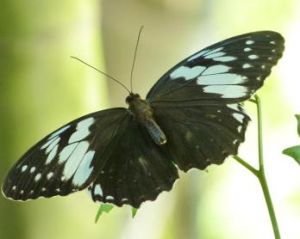 白斑眼蝶 白斑眼蝶