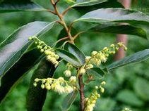 圓枝杜英 圓枝杜英