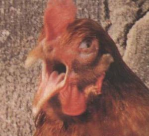 雞傳染性喉氣管炎