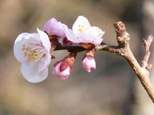 薌林五十詠·文杏塢 薌林五十詠·文杏塢