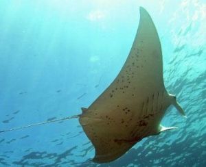 蝠鱝已被列入“脆弱”類別