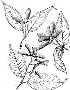 屏邊毛柄槭(變種) 屏邊毛柄槭(變種)