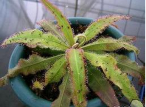 盾葉茅膏菜(原變種) 盾葉茅膏菜(原變種)